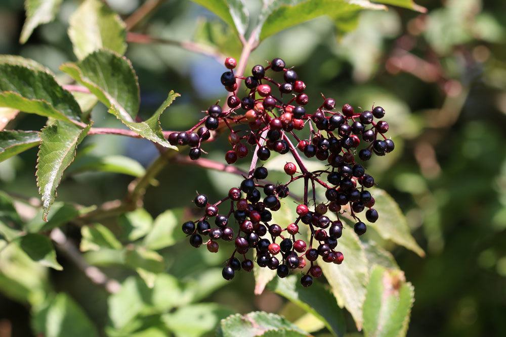 schwarze Erdbeere blühende Pflanze Obststräucher winterhart immergrün mehrjährig 