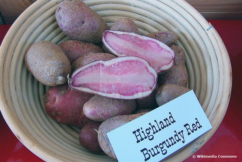 Highland Burgundy Red, Kartoffelsorte