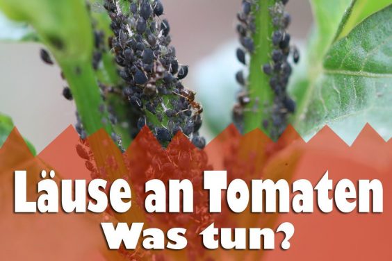 Läuse an Tomaten