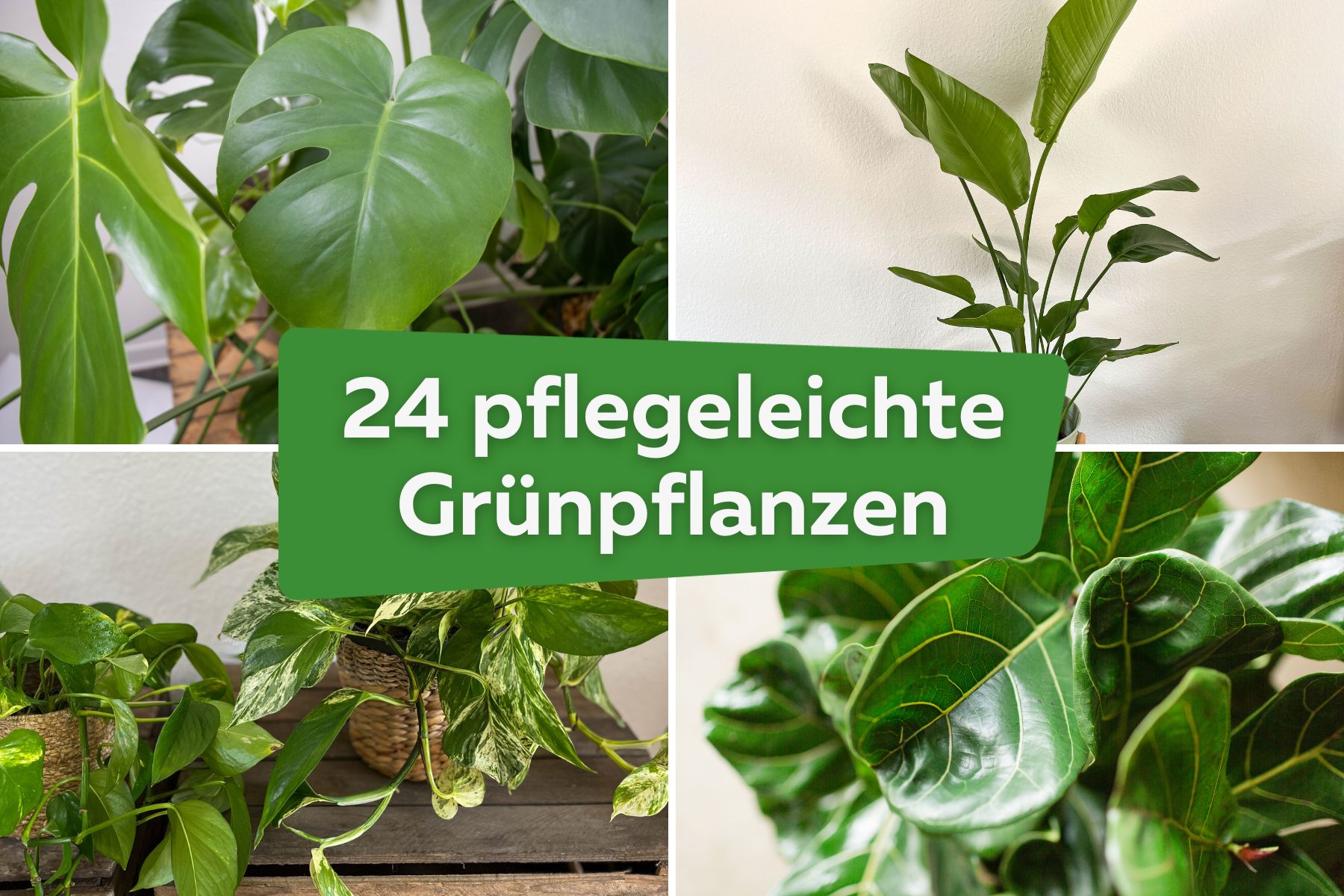 24 pflegeleichte Grünpflanzen für jede Wohnung | Monstera, Strelitzie, Geigenfeige und Efeutute