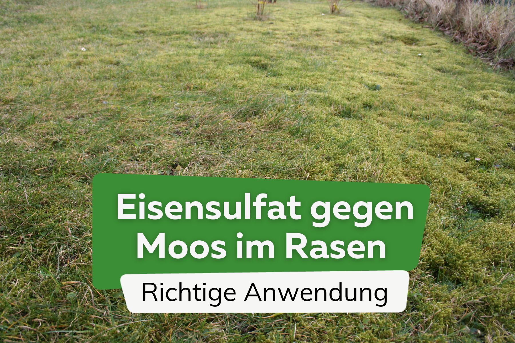Eisensulfat gegen Moos im Rasen richtig anwenden