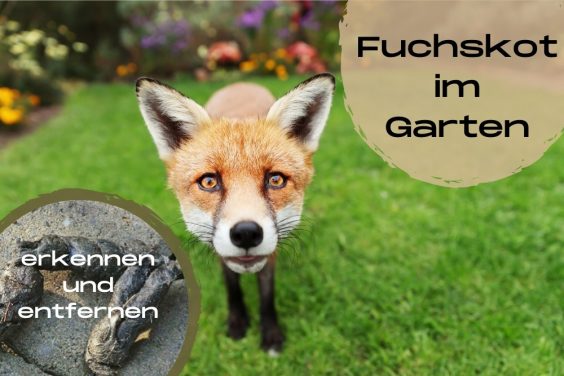 Fuchskot im Garten