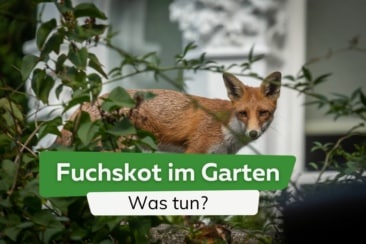 Fuchskot im Garten: was tun? | Kot erkennen