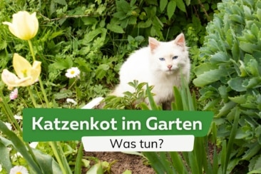 Katzenkot im Garten: was tun? | Kaffee & Co