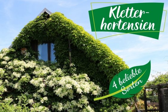 Winterharte hortensien - Wählen Sie dem Favoriten der Experten