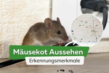 Mäusekot Aussehen: so erkennen Sie Kot von Mäusen