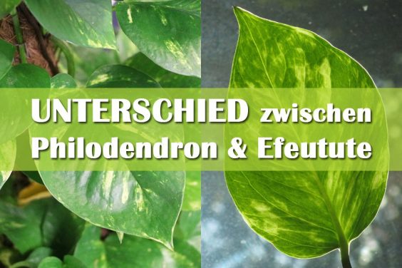 Unterschied zwischen Philodendron und Efeutute
