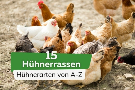 15 Hühnerrassen mit Bild | Hühnerarten von A-Z