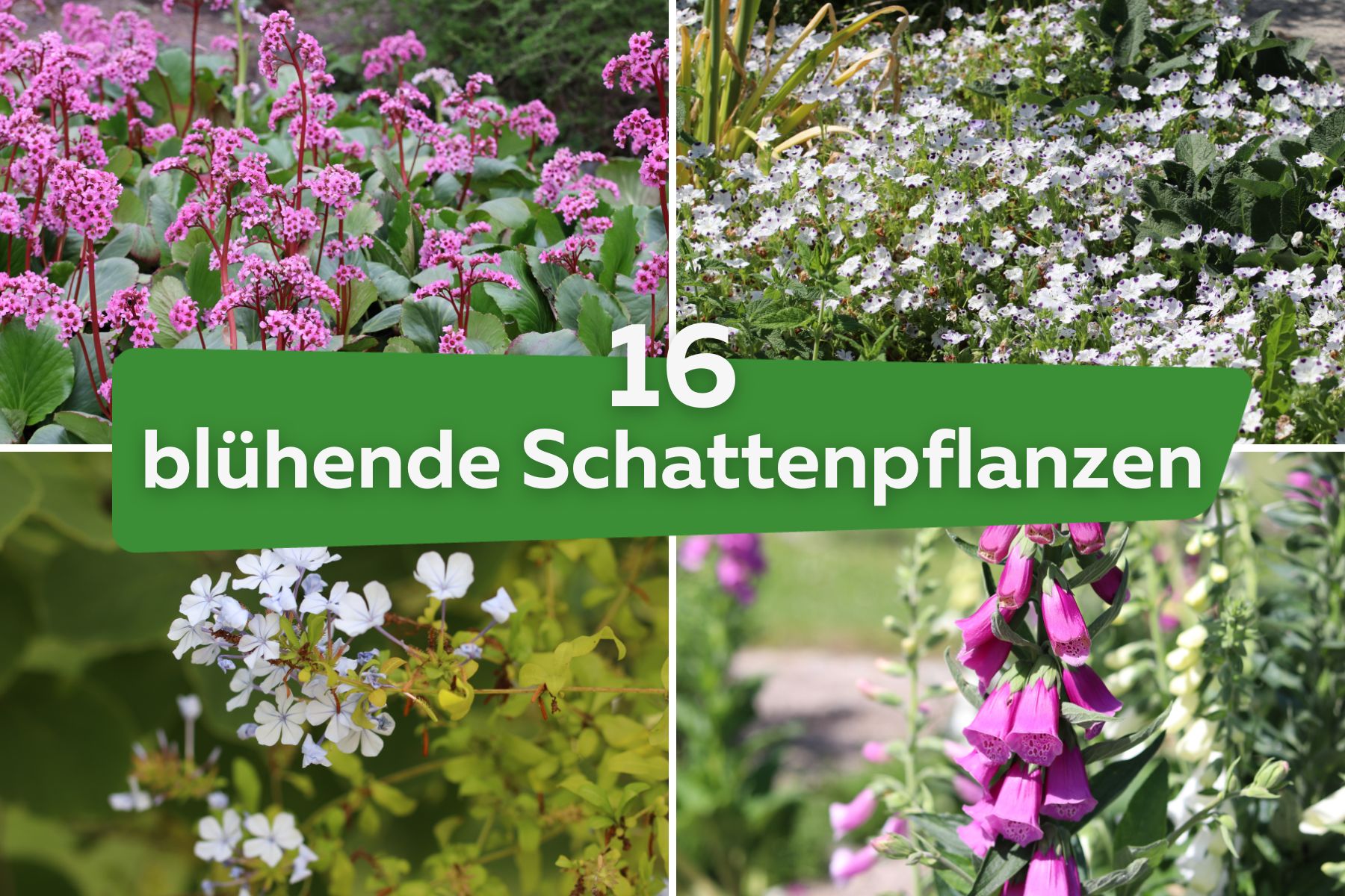 16 blühende Schattenpflanzen für den Garten | Bergenia, Bleiwurz, Fingerhut, Hainblume