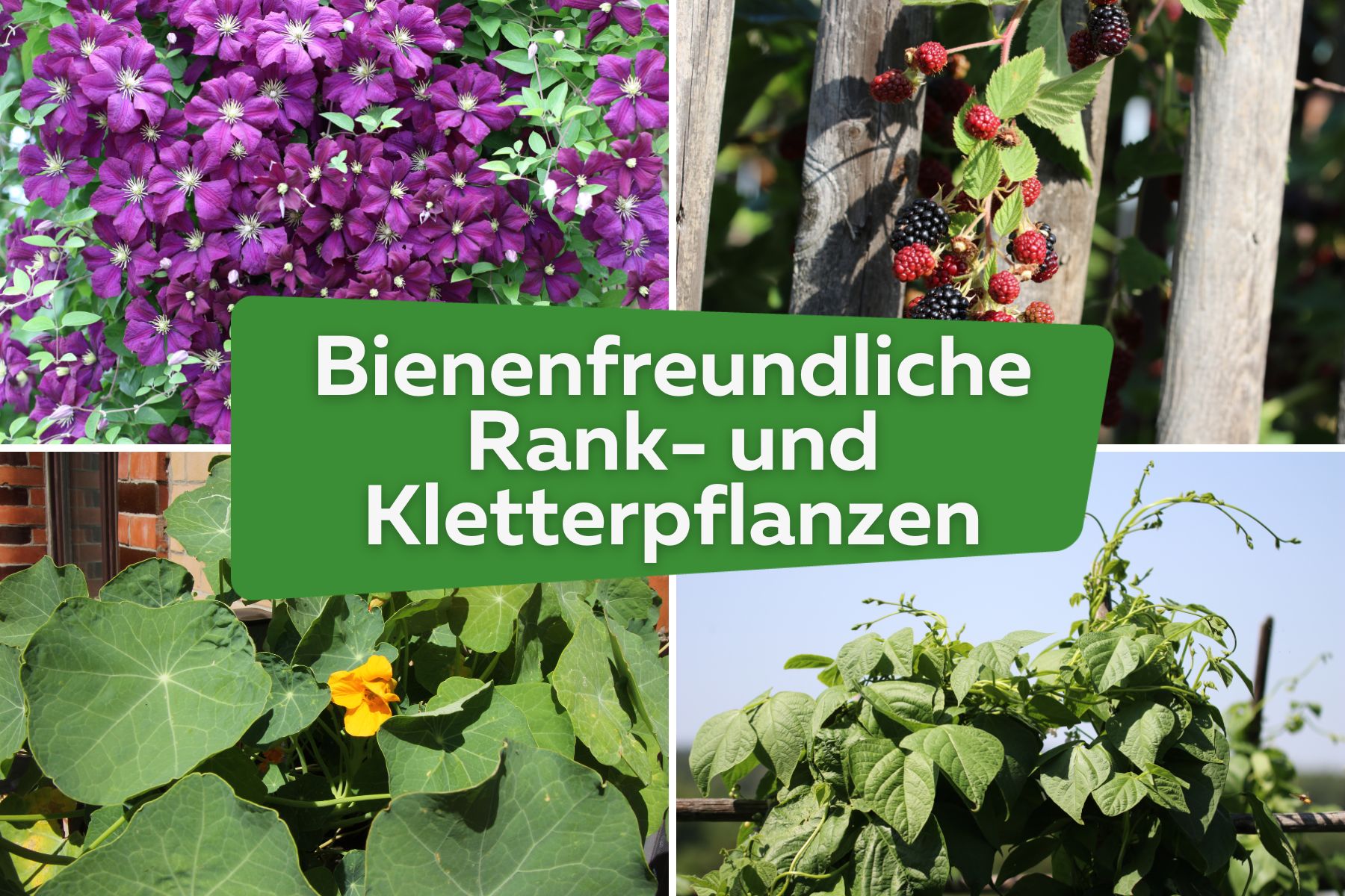 26 bienenfreundliche Rank- und Kletterpflanzen | Clematsi, Brombeere, Kapuzinerkresse, Gartenbohnen