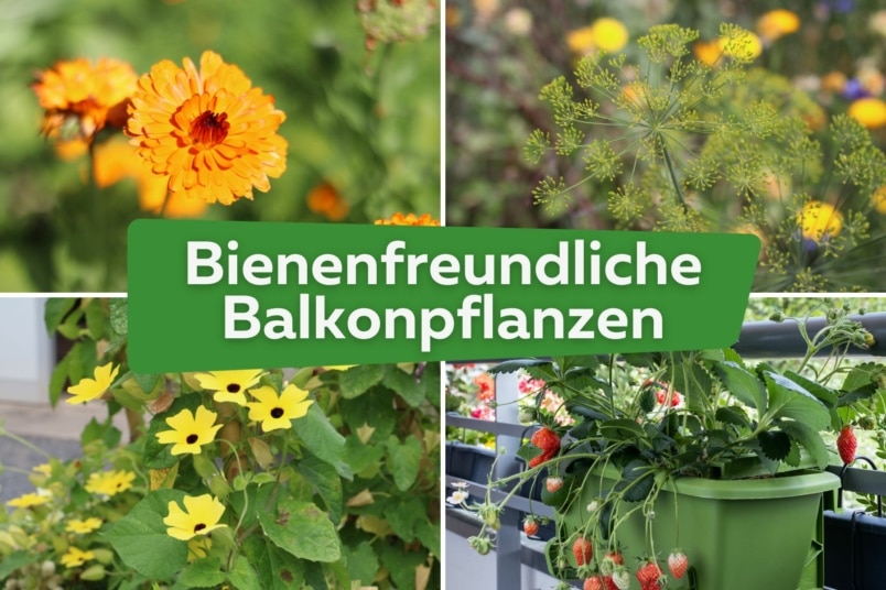 38 bienenfreundliche Balkonpflanzen