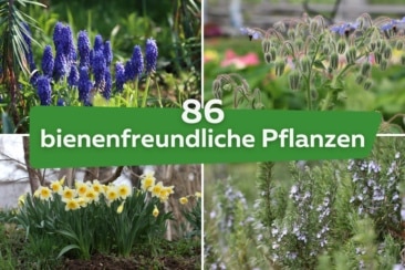 86 bienenfreundliche Pflanzen