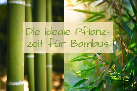 Pflanzzeit für Bambus