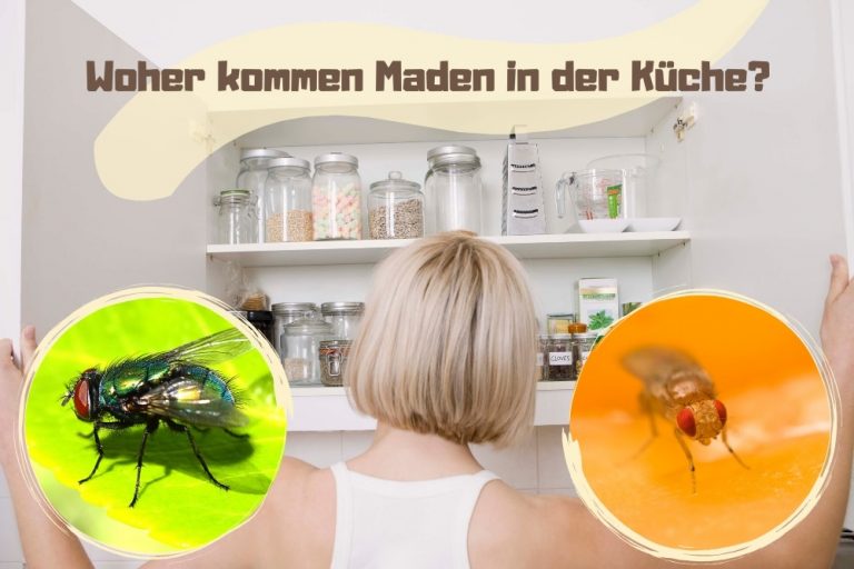Fliegen Maden in der Küche