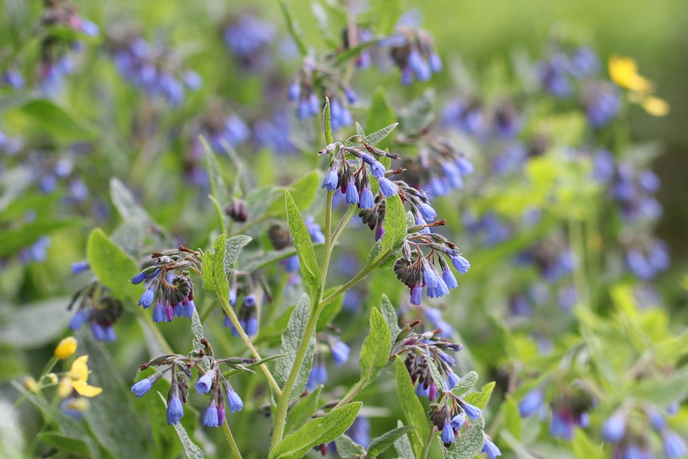 Blaublühender Beinwell (Symphytum azureum)