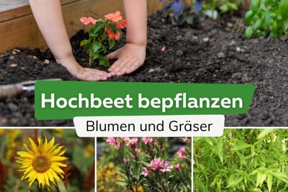 Blumen und Gräser im Hochbeet: Bepflanzen im 1. Jahr Sonnenblume, Oleander, Bambus
