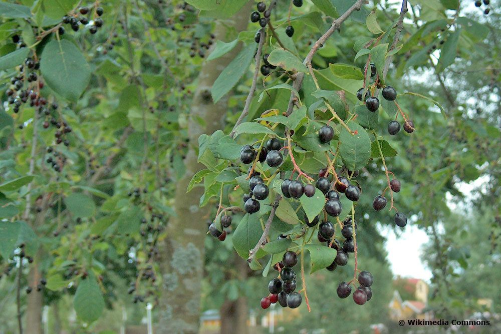 Gewöhnliche Traubenkirsche (Prunus padus), Beeren