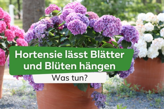 Hortensie lässt Blätter und Blüten hängen: was tun?
