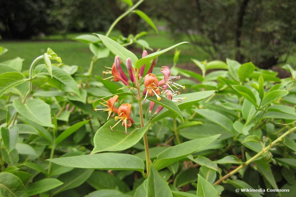Immergrünes Geißblatt – Lonicera henryi, immergrünes Schattenpflanze
