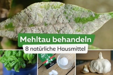 Mehltau behandeln: 8 natürliche Hausmittel Basilikum, Natron und Knoblauch