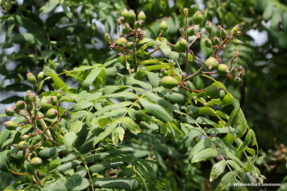 Speierling (Sorbus domestica), Obstbäume
