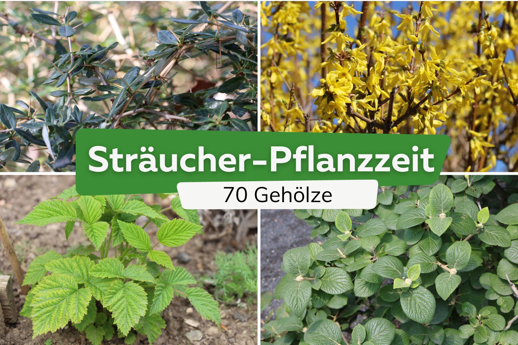 Berberitze, himbeere, Forsythie, Schneeball (Viburnum schensianum)