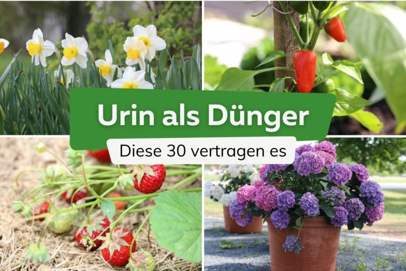 Urin als Dünger: diese 30 Pflanzen vertragen es Narzissen, Paprika, Erdbeeren und Hortensien