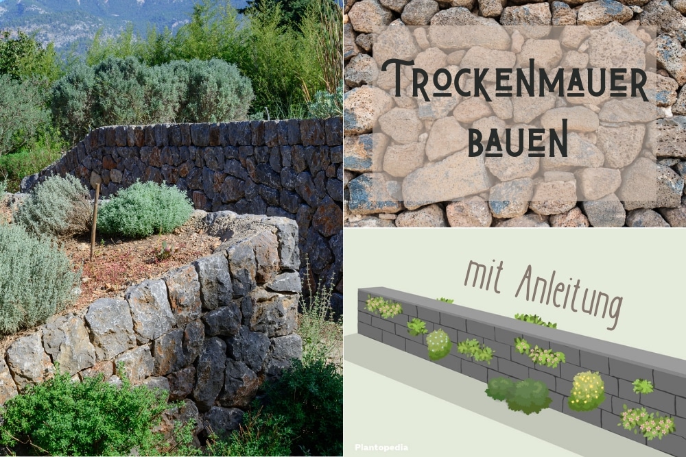 Trocken-Mauern Meys Bauanleitung & Bepflanzung Ratgeber/Mauer/Handbuch/Garten 