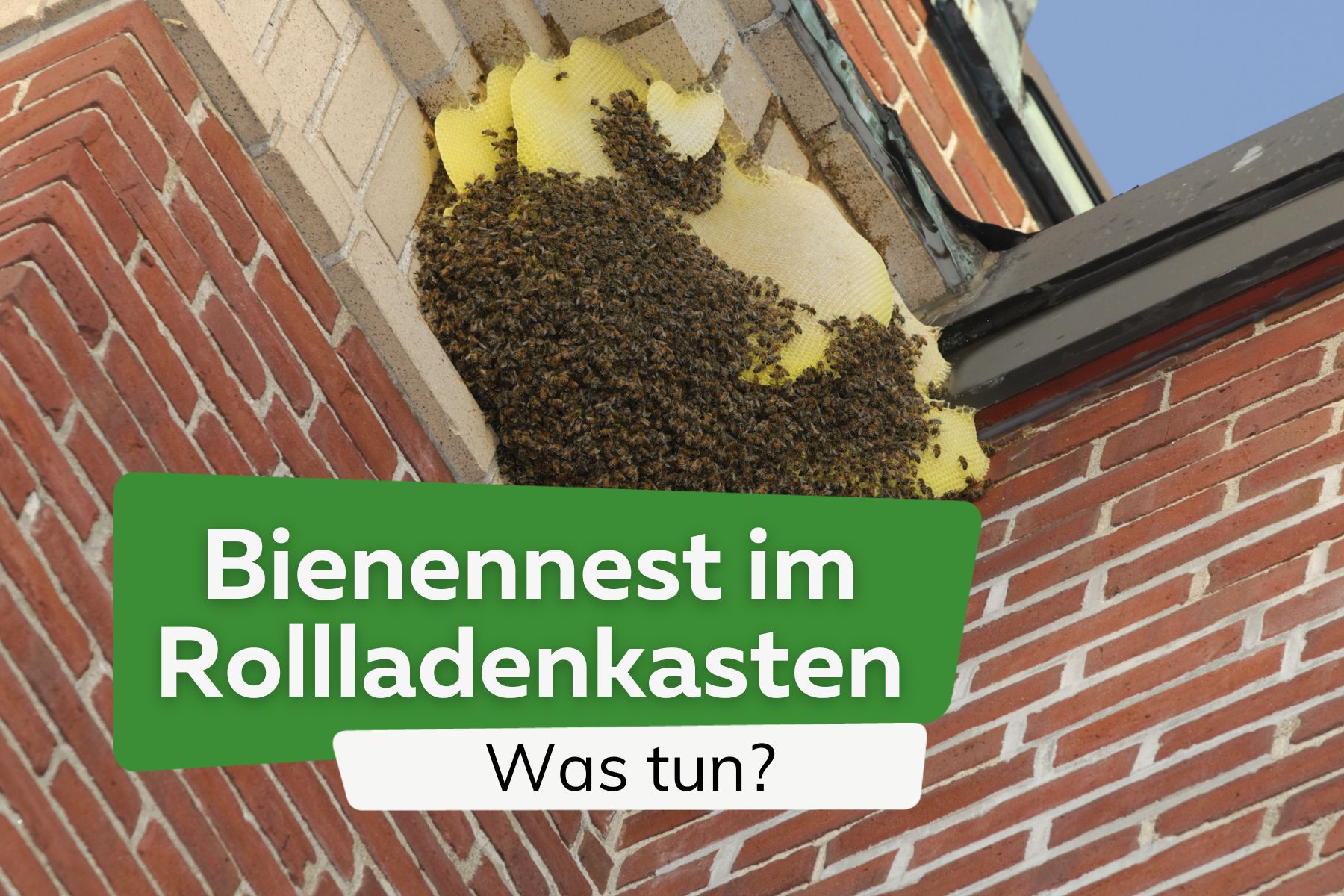 Bienen und Bienennest im Rollladenkasten: was tun?