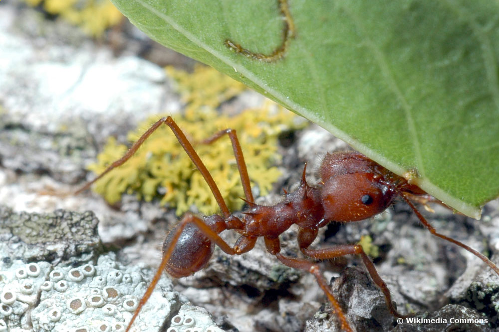 Blattschneideameisen, Ameisenarten