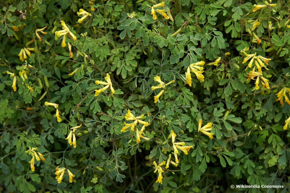 Gelber Lerchensporn ist mit seinen Blüten sehr bienenfreundlich