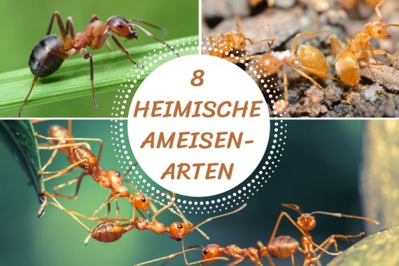 heimische Ameisenarten