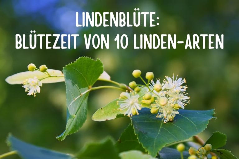 Lindenblüte