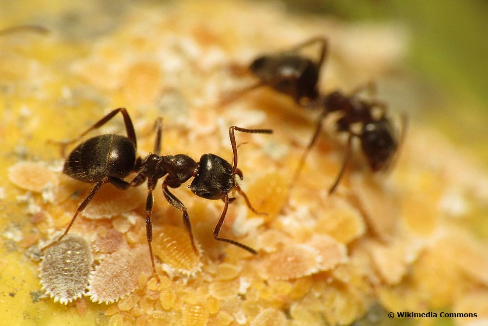 8 heimische Ameisenarten in Deutschland mit Bild