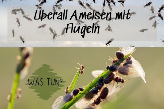 Ameisen mit Flügeln - Titel