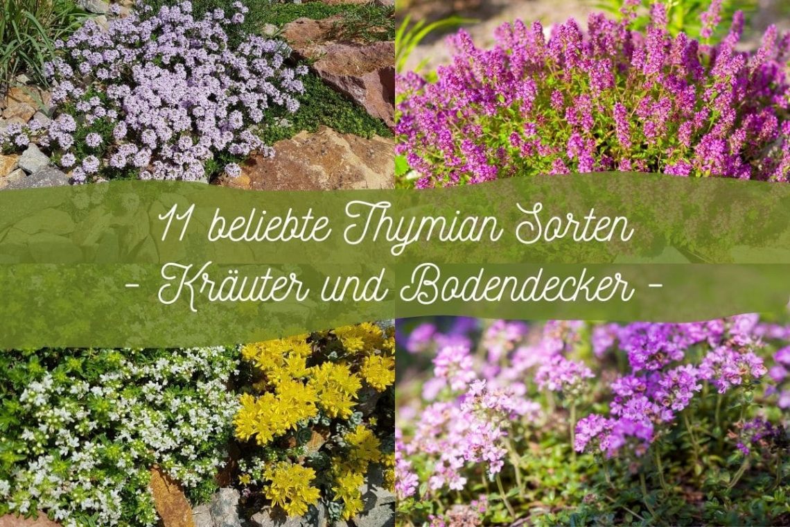 Thymian-Sorten