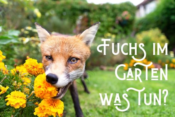 Fuchs im Garten - Titel