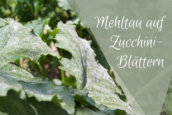 Mehltau auf Zucchini-Blättern -Titel