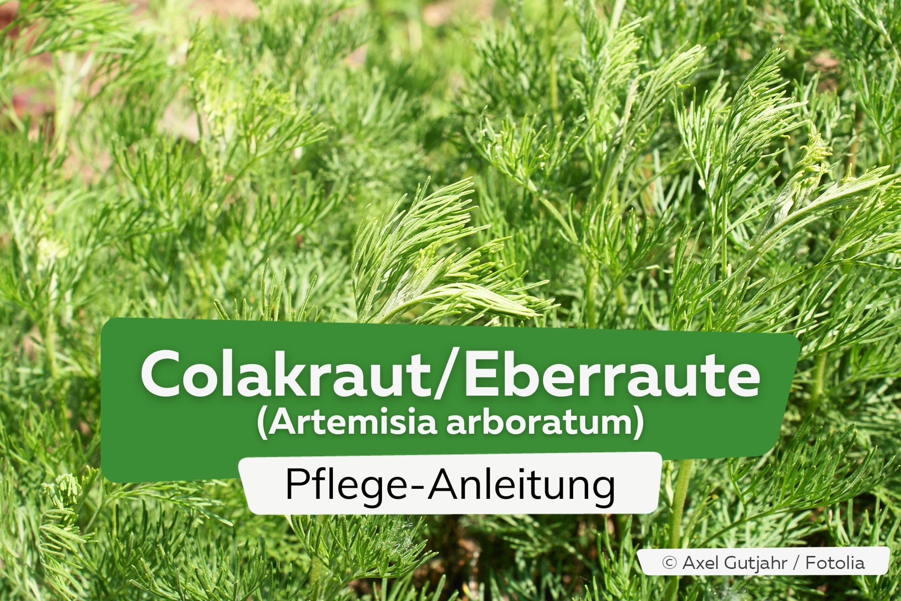 Colakraut/Eberraute/Limopflanze (Artemisia arboratum)