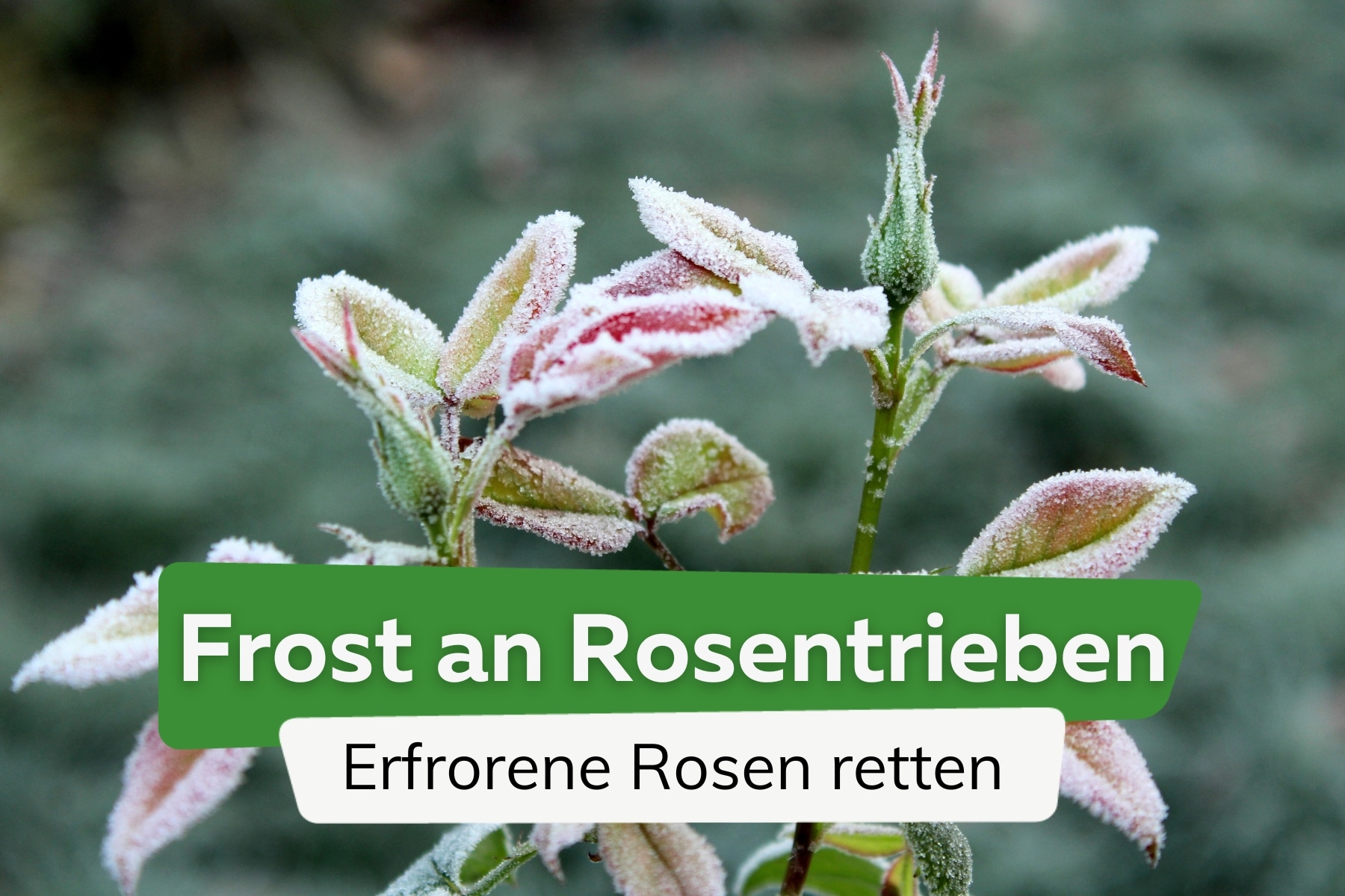 Erfrorene Rosentriebe: was Rosen nach Frost hilft