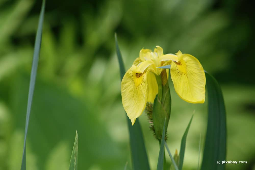 Gelbe Sumpfschwertlilie (Iris pseudacorus)