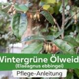Wintergrüne Ölweide (Elaeagnus ebbingei)