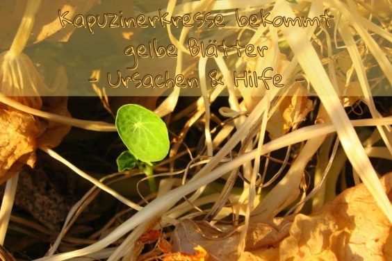 Kapuziner gelbe Blätter - Titel