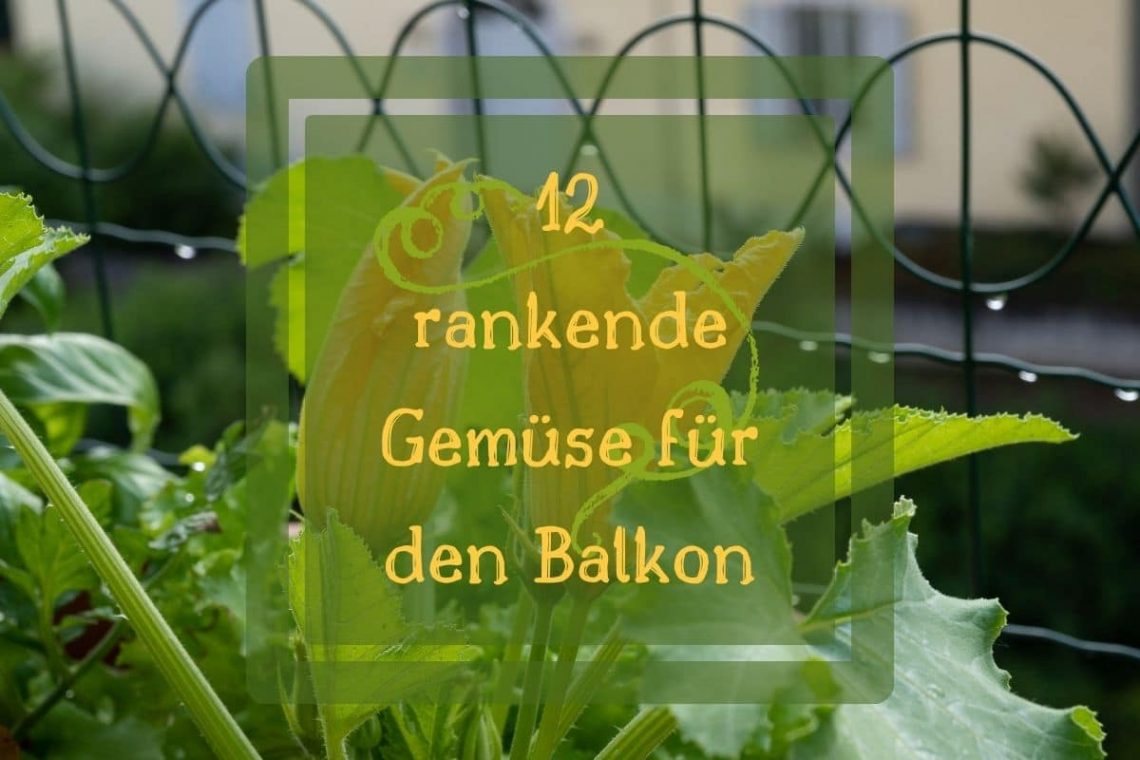 rankendes Gemüse Balkon - Titel