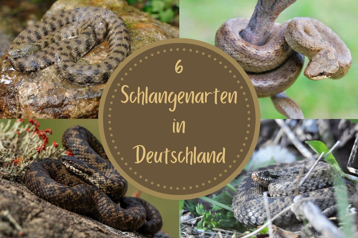 Schlangen in Deutschland - Titel