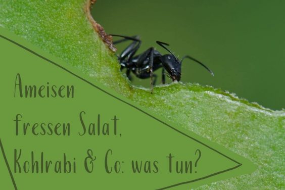 Ameisen fressen Salat - Titel