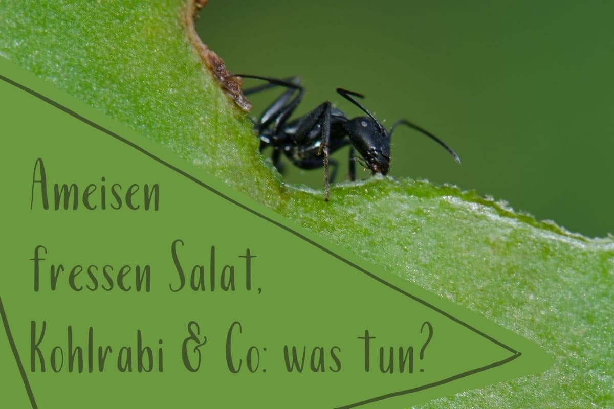 Ameisen fressen Salat, Kohlrabi & Co: was tun?