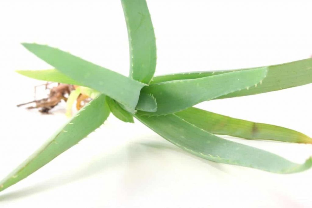 Aloe-Vera bekommt Wurzelfäule