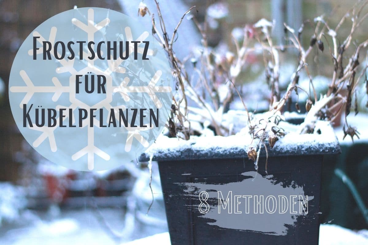 Frostschutz für Kübelpflanzen - Titel