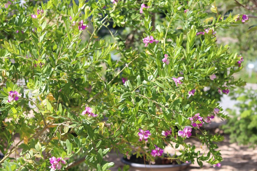 Kreuzblume - Polygala myrtifolia